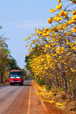 Thai local bus driving on the road that connects townships and villages in Kanchanaburi, Thailand, blooming yellow cotton trees flowers along the side of the road in summer. Focus on flowers.の写真素材