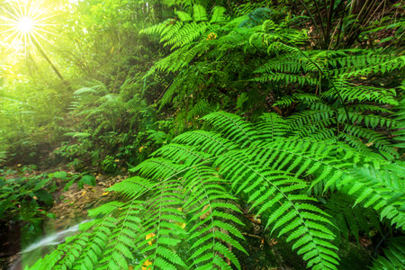 In the landscape of tropical rainforest in the rainy season, sunrise shines through the trees on the green fern leaves near a creek in a valley. Mae Wong National Park, Thailand.の写真素材