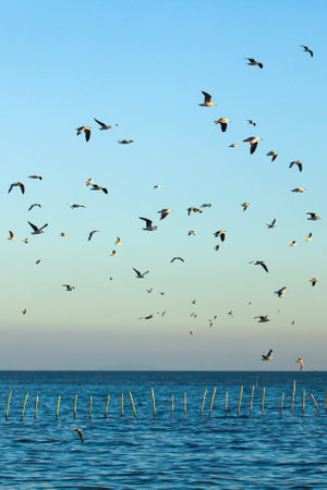 A flock of Seagulls flying in the blue sky near a shoreline at dusk. Gulf of Thailand. Selective focus.の写真素材
