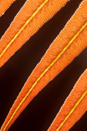 Close-up underside of a young orange fern leaf show venation textures within the leaf against black blurred in the background.の写真素材