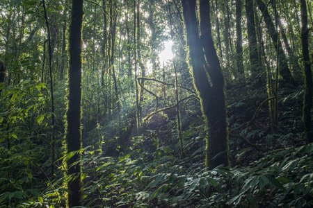 The landscape of cloud forest during sunrise, green moss and lichen growing in the trunk and branches of trees. Himalayas Mountain Range.の写真素材