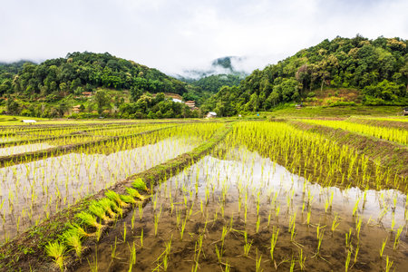 The landscape of green rice seedlings in paddy fields in the planting season, surrounded by tropical forests in the rainy season. Rural scene in Thailand. Agriculture concept.の写真素材