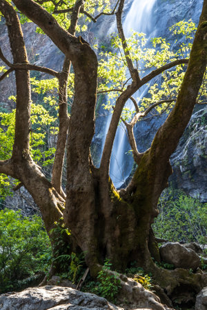 A big fig tree in front of a tropical waterfall during sunset. Khlong Lan National Park, Thailand. Long exposure.の写真素材