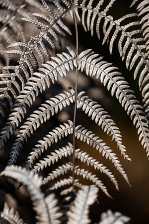 A close-up of silver fern leaves shows glowing silver color in the sun on blurred nature in the background. Top view.の写真素材