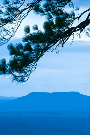 The scenery of a blue mountain at dawn, and pine leaves blowing in the cold wind in the foreground. Phu Kradueng National Park, Thailand.の写真素材