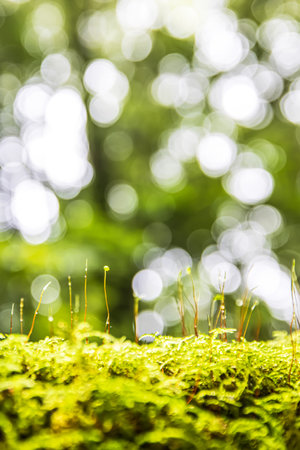 Close-up of moss, lichen, and green plants growing in a log on the forest ground, soft green natural with bokeh blurred in the background. Himalayan forest in the rainy season.の写真素材