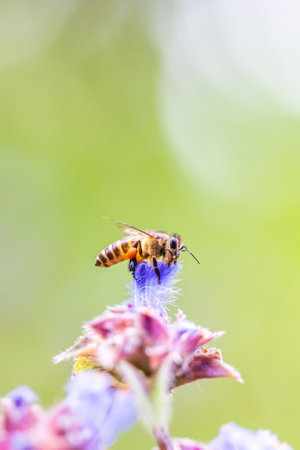 Close-up of an Asian honeybee collecting pollen on a wildflower on the springtime morning, pollen on her legs, known as pollen baskets. Northern Thailand.の写真素材