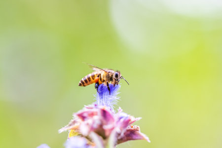 Close-up of an Asian honeybee collecting pollen on a wildflower on the springtime morning, pollen on her legs, known as pollen baskets. Northern Thailand.の写真素材