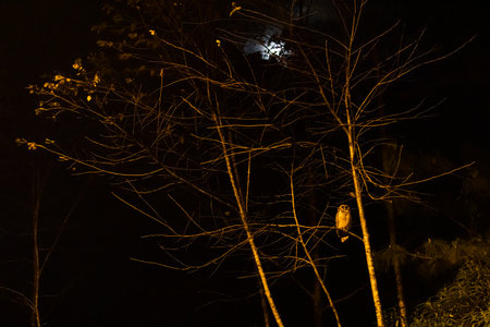 A Brown Wood-Owl sitting on the branch of a wild tree at night, the moon shining in the background. Doi Inthanon National Park, Thailand.の写真素材