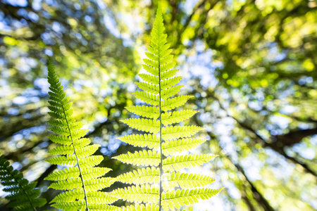 Bottom view of green fern leaves growing on forest ground, looking up view of sunrise shines through forest canopy down on fern leaves. Focus on a green leaf.の写真素材