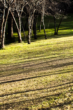 The landscape of an empty garden in autumn, stripped of tree shadows on the lawn, bare trees lined in the background. Selective focus.の写真素材