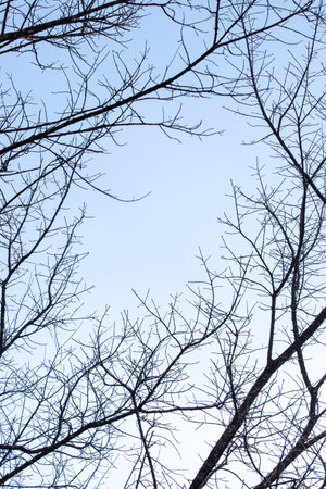 Low-angle view of bare branches and twigs of trees against a blue sky in the background.の写真素材
