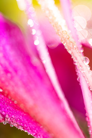 Close-up of a pink flower with glowing morning dew drops on petals and pollen. Selective focus.の写真素材