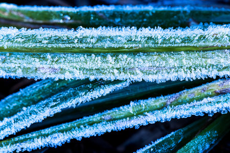 Close-up of frost on the grass of Doi Inthanon mountaintop on winter morning, Chiang Mai, Thailand. Doi Inthanon is the highest mountain in Thailand.の写真素材