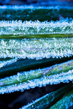 Close-up of frost on the grass of Doi Inthanon mountaintop on winter morning, Chiang Mai, Thailand. Doi Inthanon is the highest mountain in Thailand.の写真素材