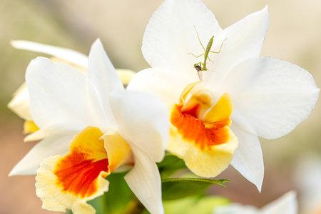Close-up of a praying mantis feasting on an unknown insect on a wild orchid flower in bloom.の写真素材