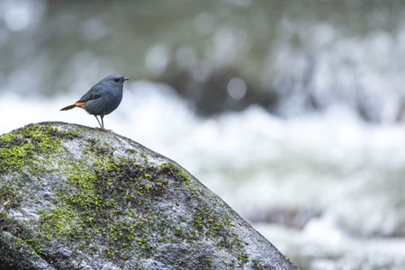 A male plumbeous water redstart perches on a rock while calling female in a creek in the summer. Doi Inthanon National Park, Thailand.の写真素材