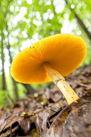 Low-angle view of unidentified wild mushrooms grow on forest ground in springtime. Himalayan forest.の写真素材
