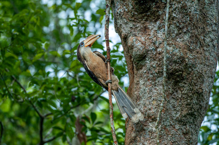 A male White-throated Brown Hornbill is feeding ripe fruit to the female and her chicks at the nest cavity in the large tree trunk. Khao Yai National Park, Thailand.の写真素材