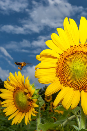An Asian honeybee collecting pollen from yellow sunflowers on flower fields in springtime, pollen on her legs. Agriculture, environment concepts.の写真素材