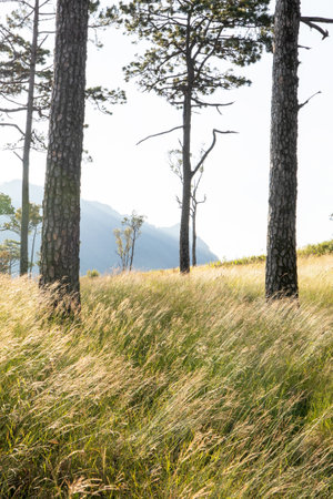 The scenery of a pine forest during sunset, the sun shines on the grassy savanna blades gently swaying in the wind. North Thailand.の写真素材