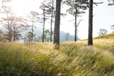 The scenery of a pine forest during sunset, the sun shines on the grassy savanna blades gently swaying in the wind. North Thailand.の写真素材