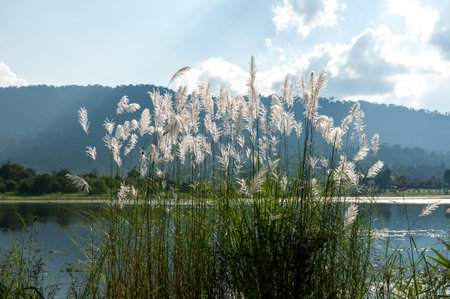The landscape of a lake with reed flowers is in bloom on a sunny summer against mountains in the background.の写真素材