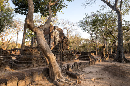 The landscape of an ancient standing Buddha is surrounded by old trees at Kamphaeng Phet Historical Park. UNESCO World Heritage Site.の写真素材