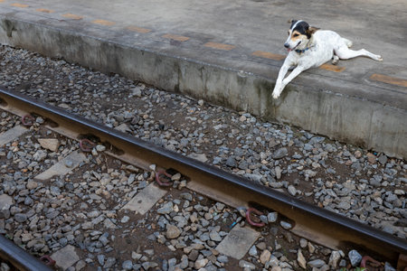 A dog is resting by the railroad in the early morning. Bang Sue Junction railway station, Bangkok,...