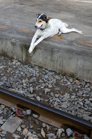 A dog is resting by the railroad in the early morning. Bang Sue Junction railway station, Bangkok, Thailand.の写真素材