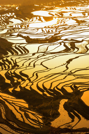 Aerial view of Honghe Hani Rice Terraces or Yuanyang Rice Terraces at sunrise, with a farmer working on the rice terraces. Duoyishu, China. UNESCO World Heritage Site.の写真素材