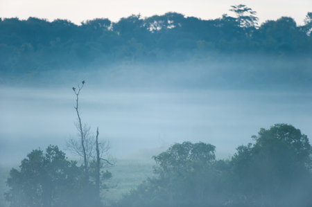 A couple of Large Cuckooshrikes mating on the branches of the tree in the morning mist. Phu Khieo Wildlife Sanctuary, Thailand.の写真素材