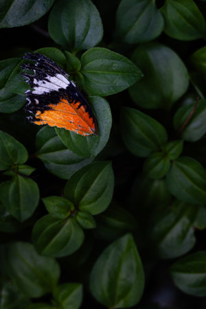 Close-up view of a butterfly wing fallen on green leaves. Top-side perspective. Environmental...