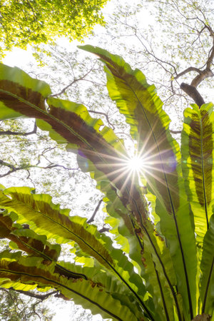 A close-up view from beneath shows a bird's nest fern growing on a large tree trunk.