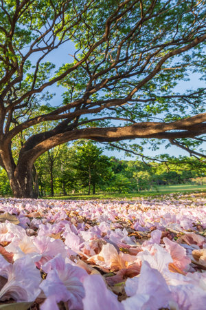 A bug's-eye view of fallen pink flowers blankets the ground, with a large rain tree blurred in the...
