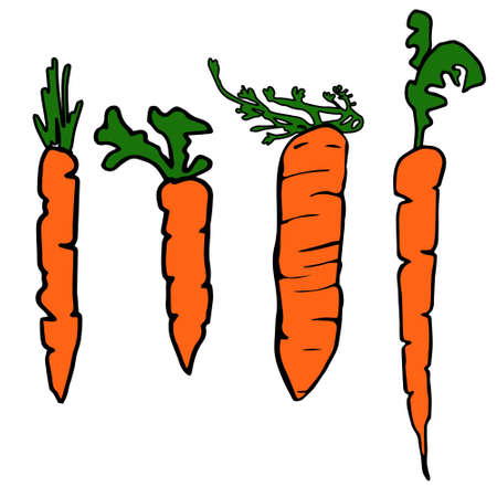 Vector set of 4 hand drawn carrots with green leaves. Organic eco food. Sketch style illustration. Cartoon doodle design.のイラスト素材
