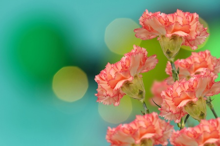 abstract of colorful pink  carnation flowers on bokeh background の写真素材