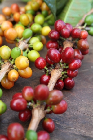 Close up red coffee beans on wood textureの写真素材