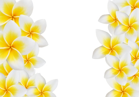 Frangipani design collage isolate on whiteの写真素材