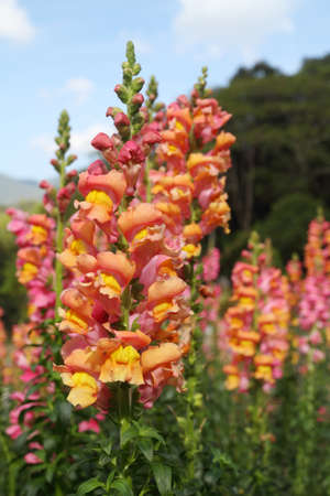 Beautiful flowers の写真素材