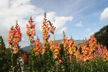 Beautiful flowers の写真素材