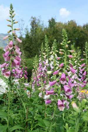 Beautiful purple flowersの写真素材