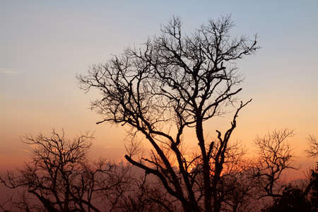 Tree branches silhouette sunsetの写真素材