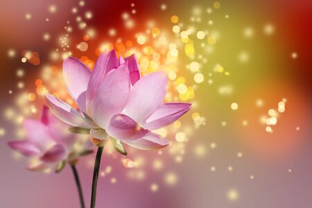 Beautiful lotus flower colorful backgroundの写真素材