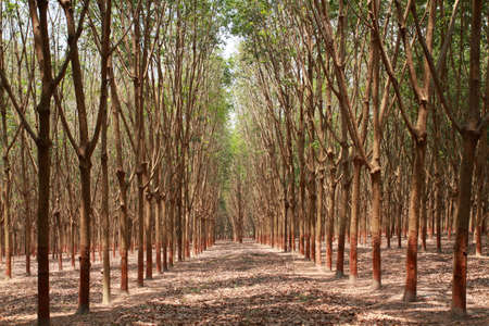 The processing industry tree in the agricultural areaの写真素材