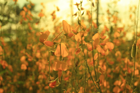 A field of golden flowers in the eveningの写真素材
