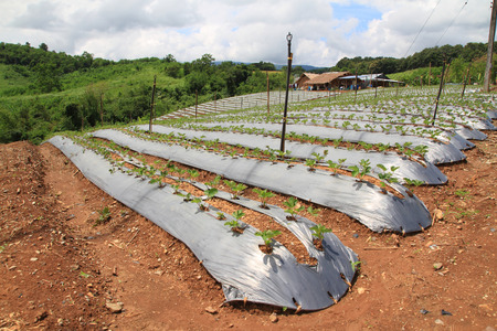 beautiful green strawberry farm and blue sky landscape natural outdoor background.の写真素材