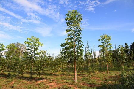 beautiful blue sky and green mahogany tree view environment landscape natural outdoor background.の写真素材
