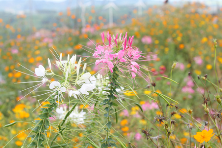 close up beautiful pink flower and blue sky blur landscape natural outdoor background.の写真素材