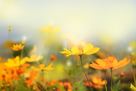 close up beautiful yellow flower and blue sky blur landscape natural outdoor background.の写真素材